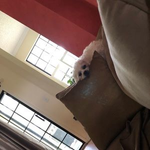 Meet your Posher, Mirza